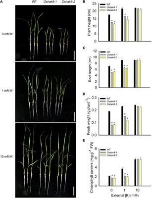 Rice Potassium Transporter OsHAK8 Mediates K+ Uptake and Translocation in Response to Low K+ Stress